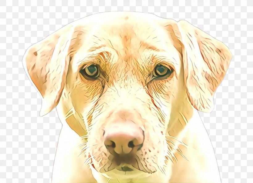 Dog Nose Labrador Retriever Snout Retriever, PNG, 2348x1704px, Dog, Golden Retriever, Labrador Retriever, Nose, Retriever Download Free