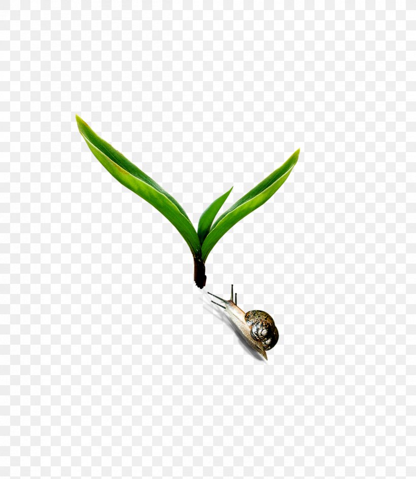Download, PNG, 1252x1444px, Orthogastropoda, Grass, Green, Ifwe, Leaf Download Free