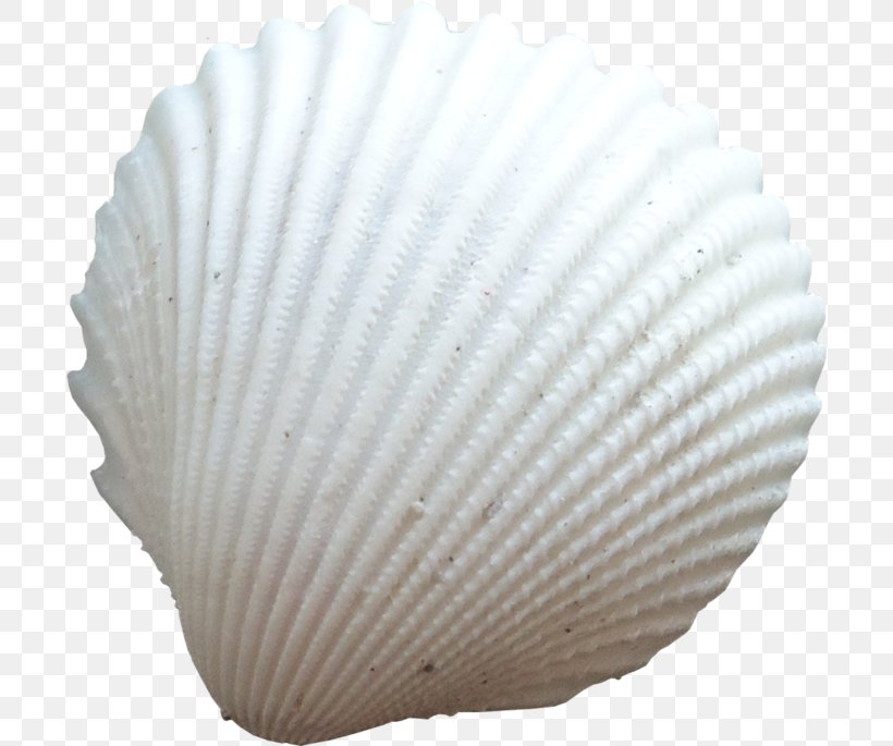 Cockle Seashell Conchology Clip Art, PNG, 699x685px, Cockle, Clam, Clams Oysters Mussels And Scallops, Color, Conchology Download Free