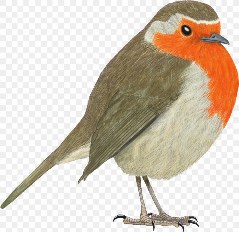 European Robin Bird Science Nature, PNG, 952x922px, European Robin, Beak, Biology, Bird, Drawing Download Free