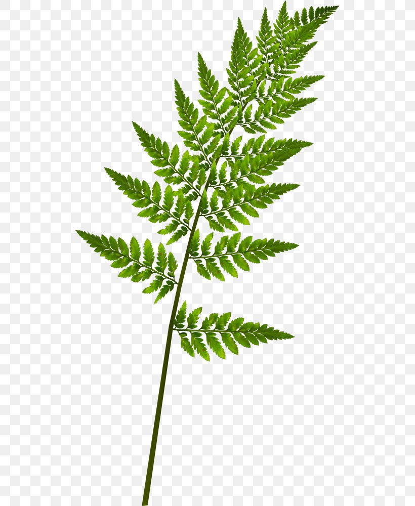 Fern Burknar Leaf Vascular Plant, PNG, 523x1000px, Fern, Burknar, Dots Per Inch, Equisetum, Ferns And Horsetails Download Free