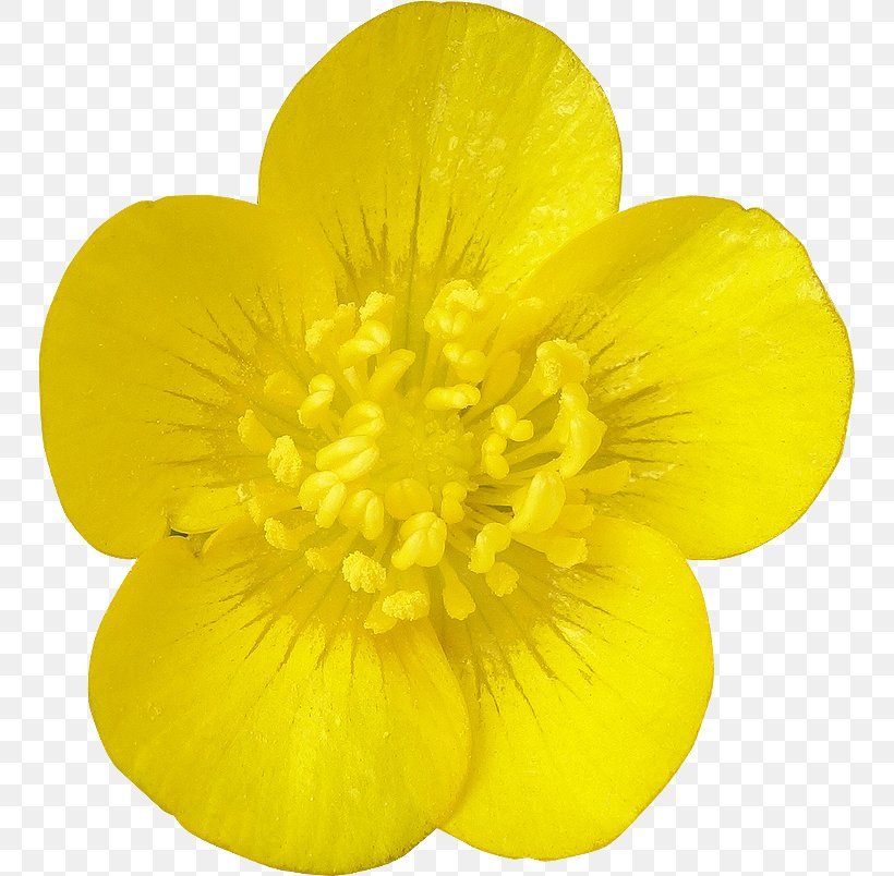 Flower Petal United Arab Emirates, PNG, 750x804px, Flower, Buttercup, Common Daisy, Floral Emblem, Petal Download Free