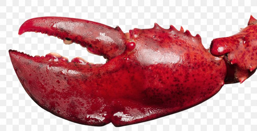 Lobster Seafood Palinurus Elephas Shrimp, PNG, 1158x594px, Lobster, Co Cou90fdu53ef, Designer, Food, Jaw Download Free