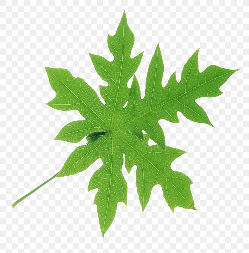Maple Leaf Green Bladnerv, PNG, 1024x1042px, Leaf, Bladnerv, Bud, Deciduous, Fruit Download Free