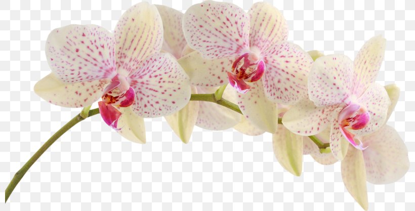 Moth Orchids Flower Clip Art, PNG, 800x417px, Orchids, Cattleya, Cut Flowers, Flora, Floral Design Download Free