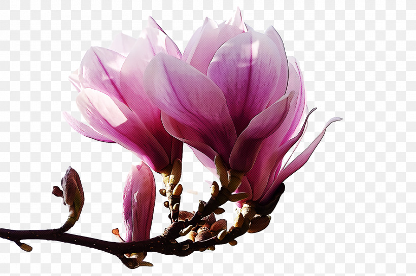 Spring, PNG, 1920x1278px, Spring, Crocus, Flower, Magnolia, Magnolia Family Download Free