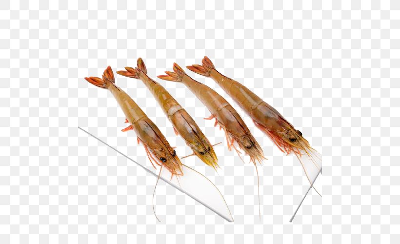 Chinese White Shrimp Caridea Sea, PNG, 500x500px, Chinese White Shrimp, Animal Source Foods, Aquaculture, Caridea, Data Download Free