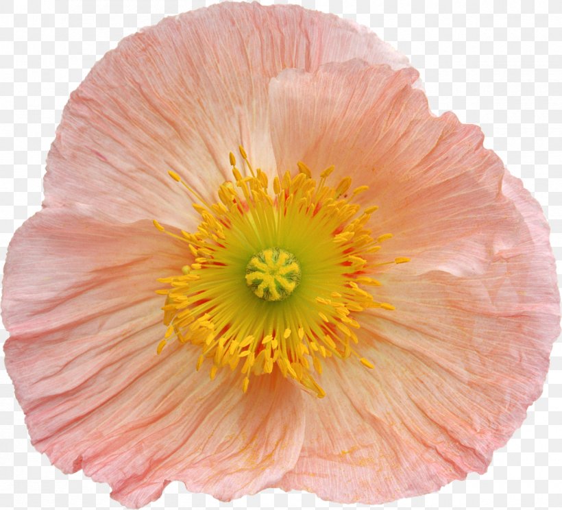 Flower Photography Clip Art, PNG, 1200x1090px, Flower, Annual Plant, Blume, Common Poppy, Cut Flowers Download Free