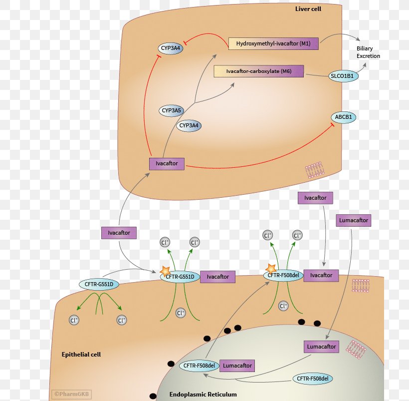 Lumacaftor/ivacaftor Pharmacodynamics Cystic Fibrosis Transmembrane Conductance Regulator Pharmacokinetics, PNG, 720x803px, Ivacaftor, Cystic Fibrosis, Diagram, Epithelium, Feces Download Free