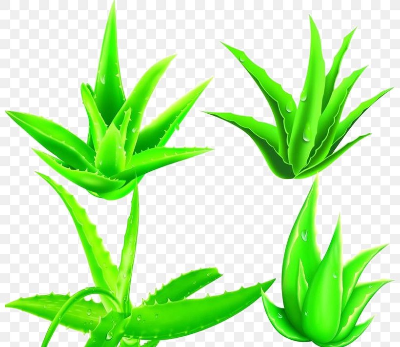 Aloe Vera Plant Powder Cosmetics, PNG, 800x711px, Aloe Vera, Agave, Aloe, Aloe Emodin, Aloin Download Free