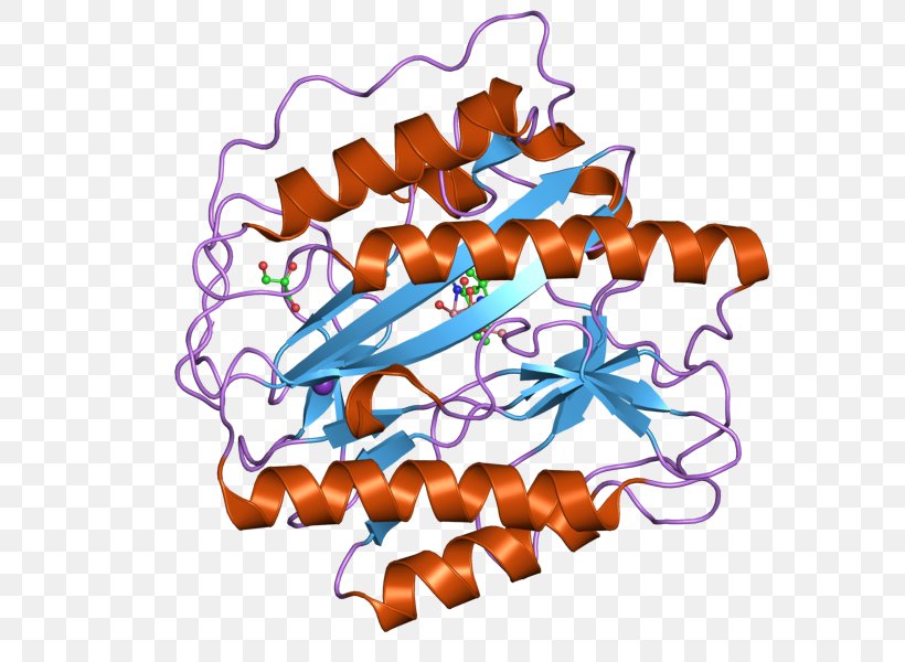 Aminopeptidase METAP1 Methionine Enzyme Protein, PNG, 800x600px, Aminopeptidase, Cell, Cell Cycle, Enzyme, Et Al Download Free