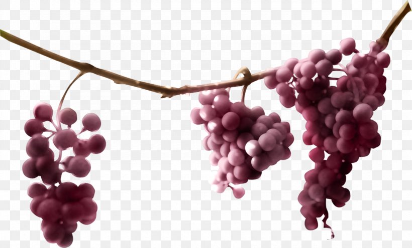 Common Grape Vine Must Juice Sultana, PNG, 1280x773px, Grape, Auglis, Berry, Branch, Common Grape Vine Download Free