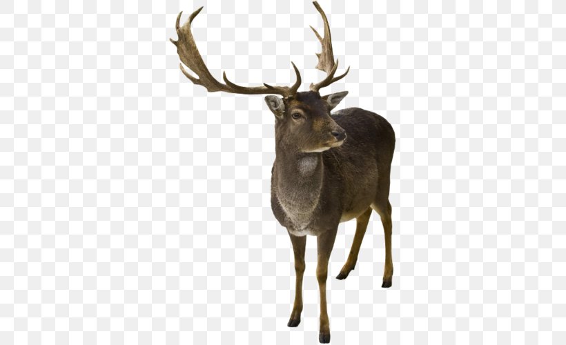 Reindeer Horn Elk White-tailed Deer, PNG, 329x500px, Reindeer, Animal, Antler, Christmas Card, Deer Download Free