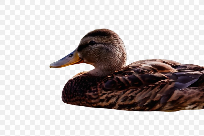 Bird Duck Ducks, Geese And Swans Water Bird Mallard, PNG, 2452x1632px, Watercolor, American Black Duck, Beak, Bird, Duck Download Free