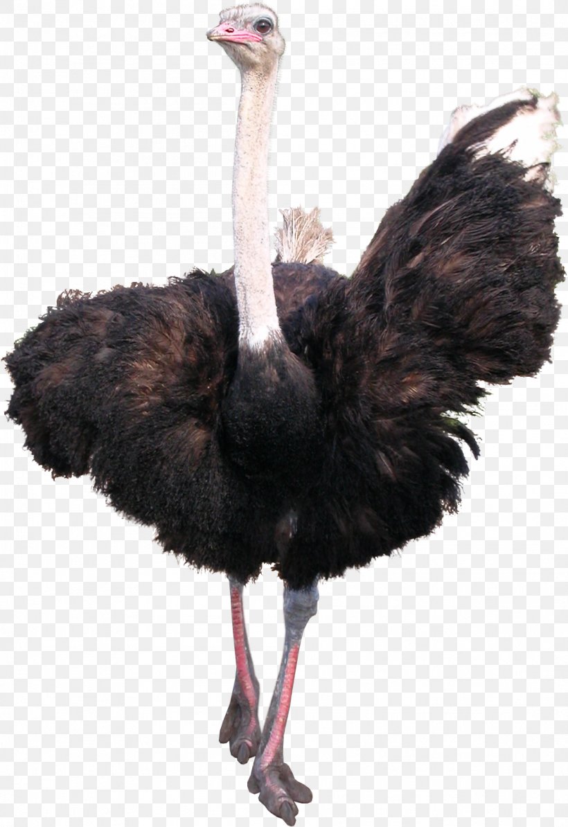 Common Ostrich Bird Emu, PNG, 1059x1543px, Common Ostrich, Beak, Bird, Camel, Emu Download Free