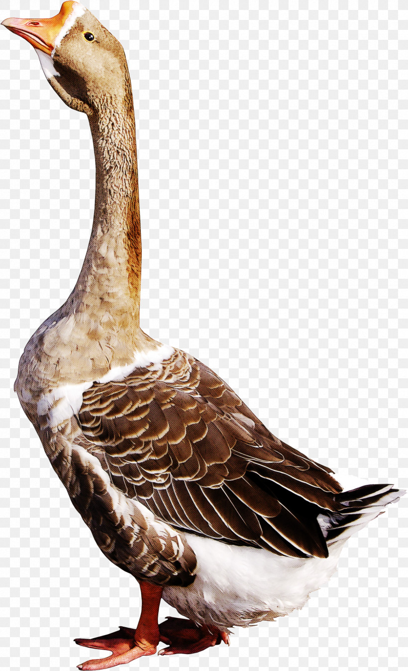 Feather, PNG, 1712x2816px, Bird, Beak, Duck, Ducks Geese And Swans, Feather Download Free
