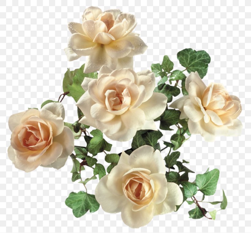 Garden Roses Flower, PNG, 800x761px, Garden Roses, Artificial Flower, Cut Flowers, Floral Design, Floribunda Download Free