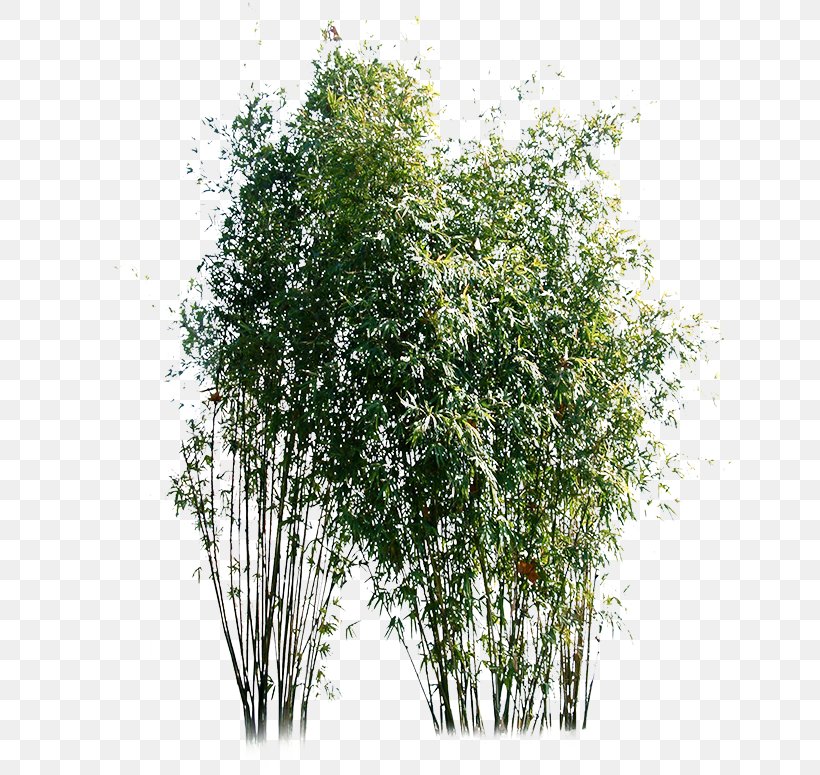 Bamboo Green Download, PNG, 648x775px, Bamboo, Branch, Fengzhulin, Grass, Grasses Download Free