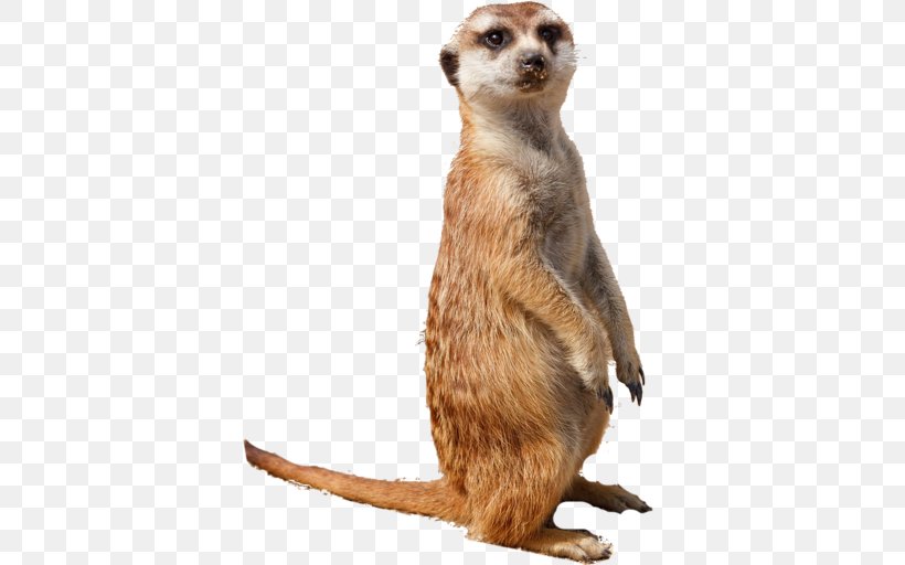 Compare The Meerkat Kalahari Desert Animal Smiley, PNG, 512x512px, Meerkat, Animal, Carnivoran, Compare The Meerkat, Fur Download Free