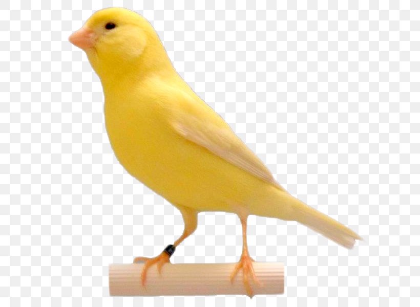 Fauna Parakeet Beak, PNG, 800x600px, Fauna, Atlantic Canary, Beak, Bird, Canary Download Free