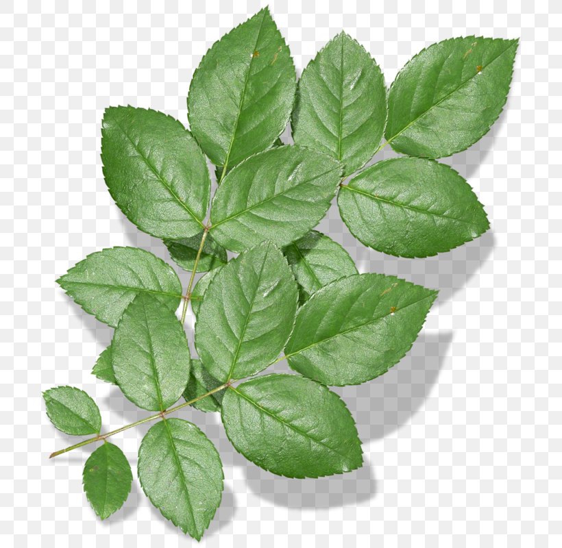 Herbalism Leaf Tree, PNG, 712x800px, Herbalism, Herb, Leaf, Plant, Tree Download Free