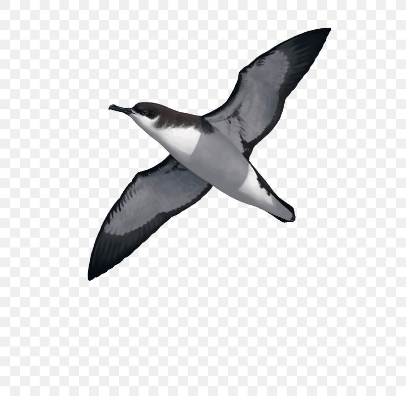 Seabird Manx Shearwater Water Bird Great-winged Petrel, PNG, 800x800px, Bird, Beak, Bird Nest, Black And White, Charadriiformes Download Free