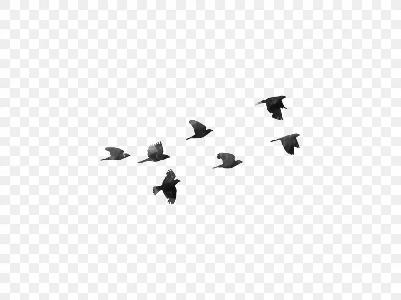Bird Desktop Wallpaper Clip Art, PNG, 1600x1200px, Bird, Bird Flight, Black, Black And White, Display Resolution Download Free