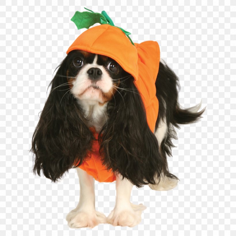 Cavalier King Charles Spaniel Puppy Dog Breed Clothing, PNG, 850x850px, Cavalier King Charles Spaniel, Carnivoran, Clothing, Companion Dog, Cuteness Download Free