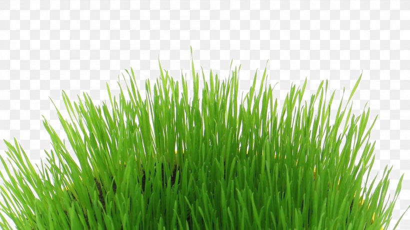 Editing Desktop Wallpaper Clip Art, PNG, 1920x1080px, Editing, Chrysopogon Zizanioides, Commodity, Grass, Grass Family Download Free