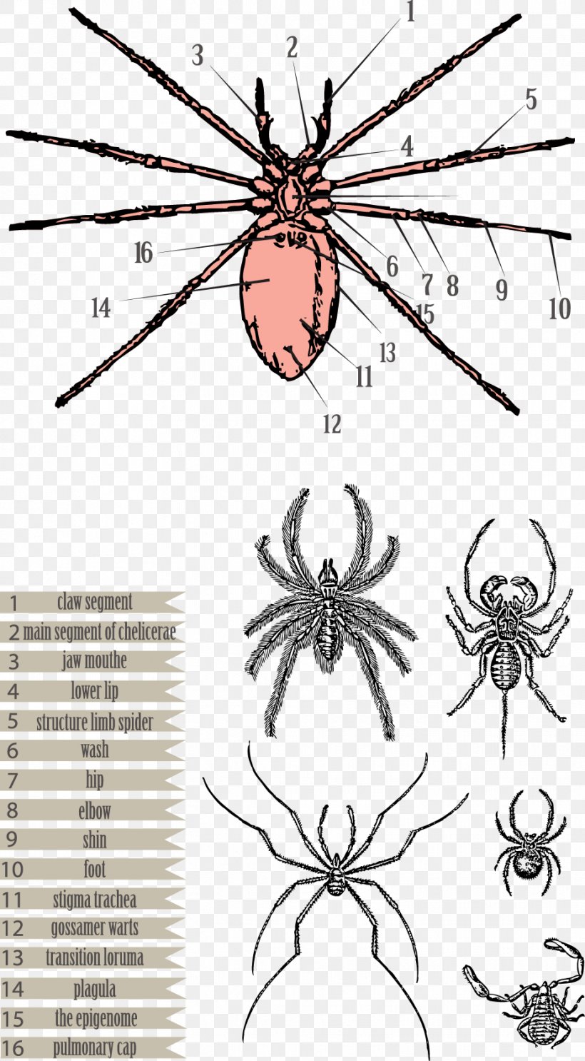 Spider Euclidean Vector Clip Art, PNG, 931x1688px, Spider, Animal, Arachnid, Area, Arthropod Download Free