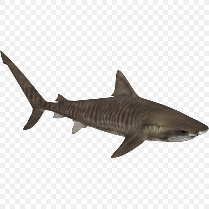 Zoo Tycoon 2 Tiger Shark Bull Shark Png 1016x1016px Zoo Tycoon 2 Blue Shark Bull Shark