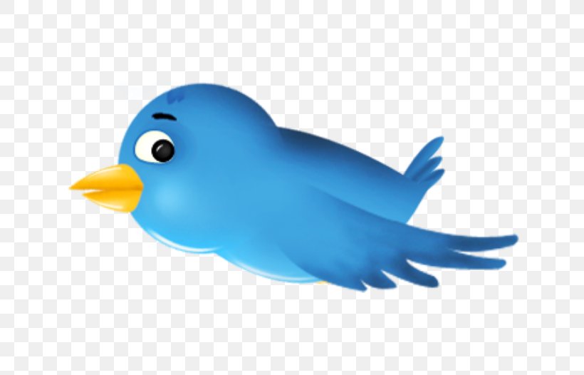 Bird Social Media, PNG, 640x526px, Bird, Beak, Blog, Button, Feather Download Free