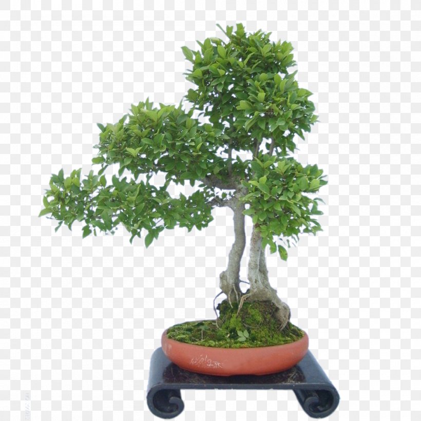 Sageretia Theezans Flowerpot Tree, PNG, 1000x1000px, Sageretia Theezans, Bonsai, Evergreen, Flowerpot, Houseplant Download Free