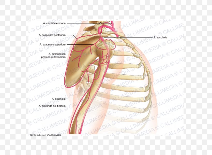 Thumb Shoulder Joint Arm Posterior Humeral Circumflex Artery, PNG, 600x600px, Watercolor, Cartoon, Flower, Frame, Heart Download Free