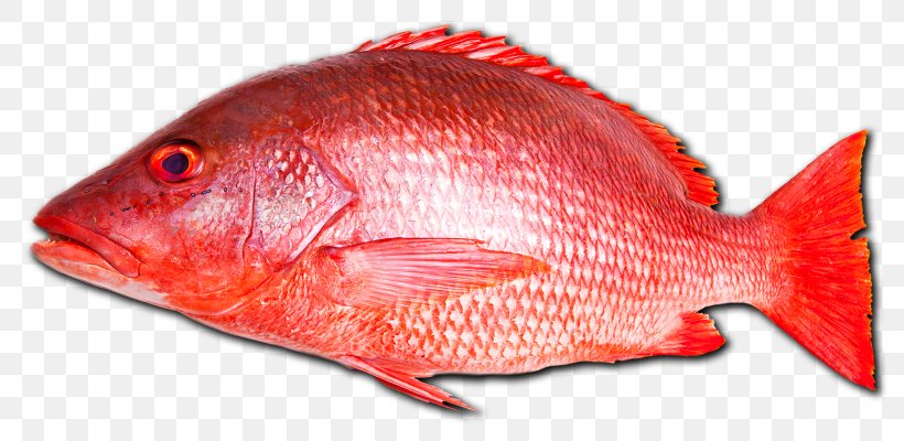 Northern Red Snapper Fish Seafood Vermilion Snapper, PNG, 1640x800px, Northern Red Snapper, Animal Source Foods, Brown Spotted Reef Cod, Cod, Fauna Download Free