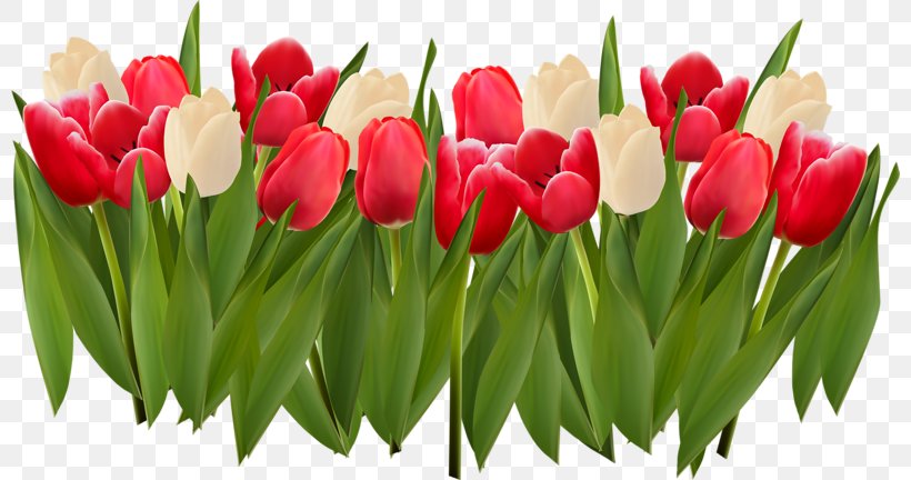 Stock Illustration Royalty-free Illustration, PNG, 800x432px, Royaltyfree, Cut Flowers, Floral Design, Floristry, Flower Download Free