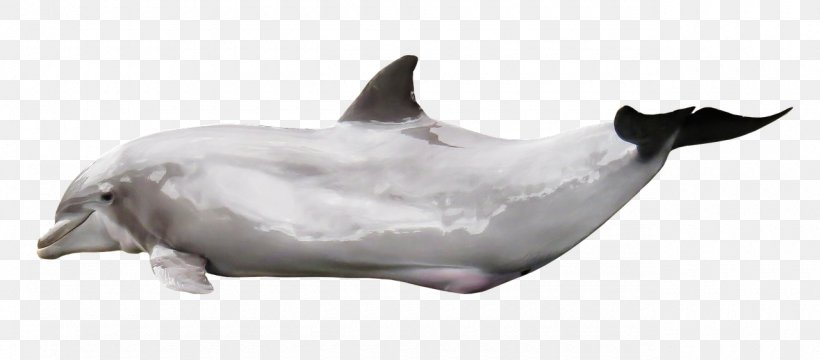 Tucuxi Common Bottlenose Dolphin Porpoise Marine Mammal, PNG, 1280x563px, Tucuxi, Animal, Bottlenose Dolphin, Cetacea, Common Bottlenose Dolphin Download Free