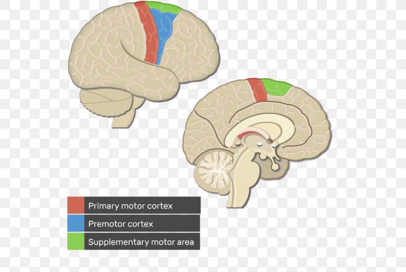 Visual Cortex Cerebral Cortex Primary Motor Cortex Premotor Cortex, PNG, 548x550px, Watercolor, Cartoon, Flower, Frame, Heart Download Free
