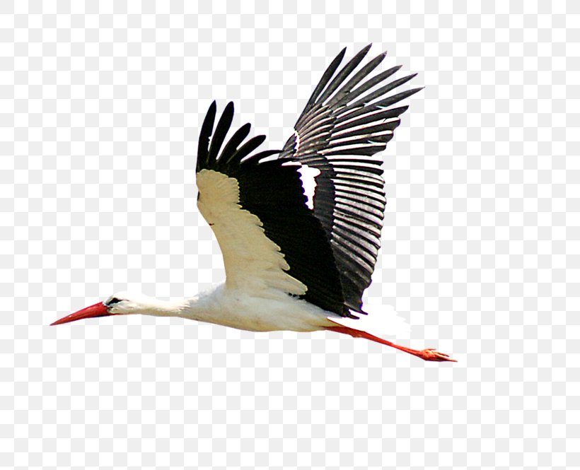 White Stork Crane Clip Art, PNG, 800x665px, White Stork, Beak, Bird, Black Stork, Ciconia Download Free