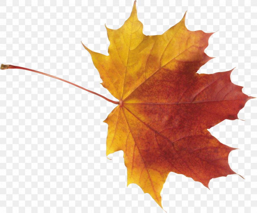 Autumn Leaf Color, PNG, 2813x2334px, Autumn Leaf Color, Autumn, Cdr, Clipping Path, Color Download Free