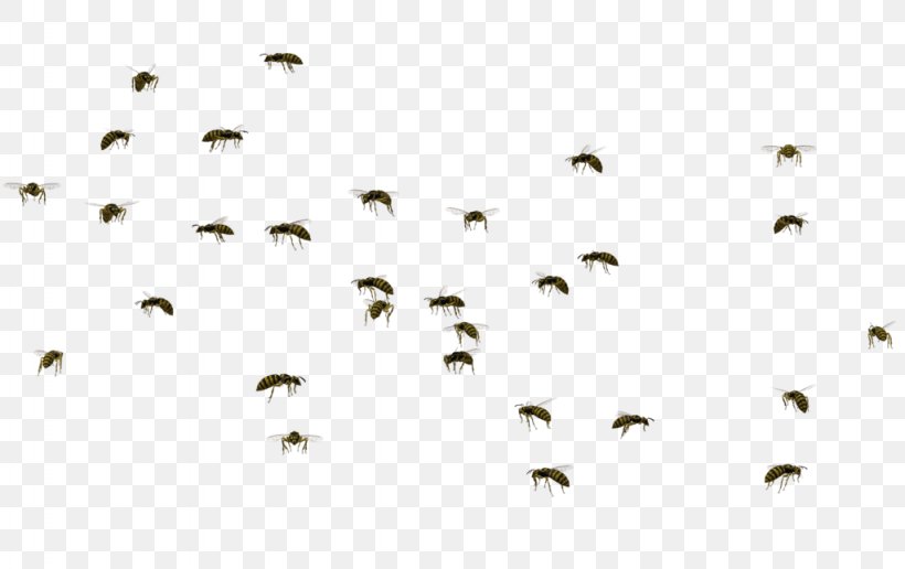 Bee Mosquito Swarm Behaviour Swarming, PNG, 1024x645px, Bee, Beehive, Bird, Bumblebee, Flock Download Free