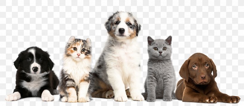 Cat Dog Puppy Kitten Pet, PNG, 1920x834px, Cat, Animal Shelter, Animal Welfare, Carnivoran, Cat Like Mammal Download Free