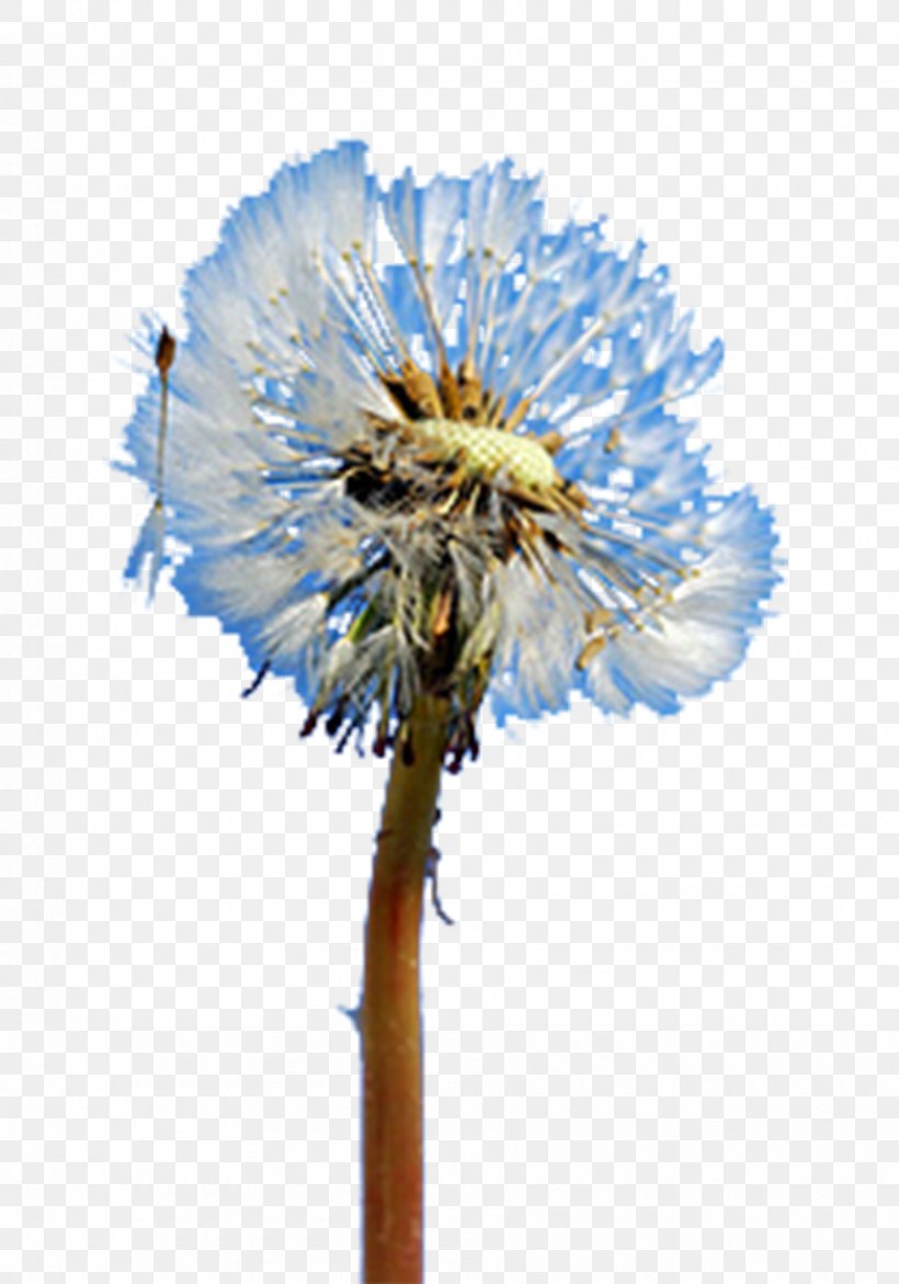 Dandelion Creativity, PNG, 900x1286px, Dandelion, Blue, Creativity, Cut Flowers, Daisy Family Download Free