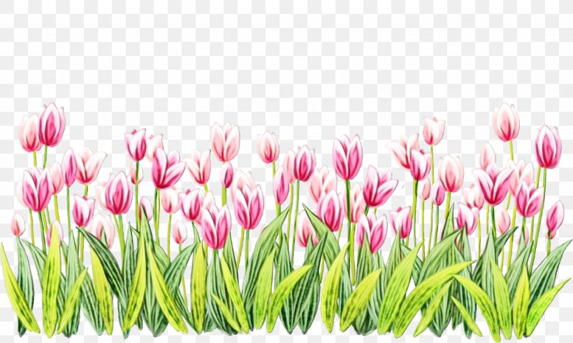 Flowering Plant Flower Tulip Plant Lady Tulip, PNG, 1024x614px, Watercolor, Bud, Flower, Flowering Plant, Grass Download Free