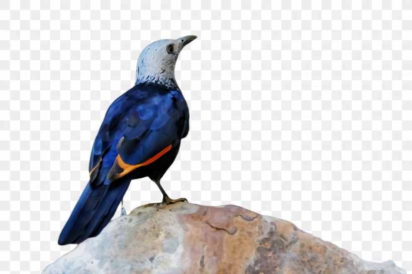 Bird Beak Perching Bird Starling, PNG, 2448x1632px, Watercolor, Beak, Bird, Paint, Perching Bird Download Free