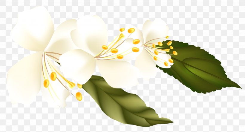 Flower Blossom Clip Art, PNG, 2565x1385px, Flower, Alternative Medicine, Blossom, Branch, Computer Graphics Download Free