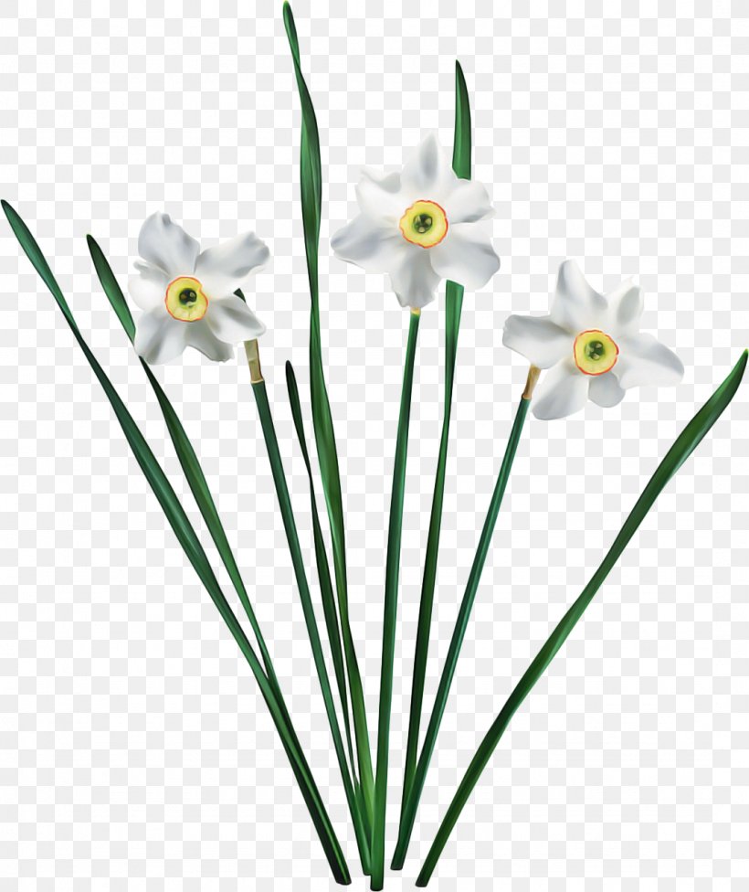 Lily Flower Cartoon, PNG, 1075x1280px, Flower, Aloe Vera, Amaryllis, Amaryllis Family, Bunchflowered Daffodil Download Free