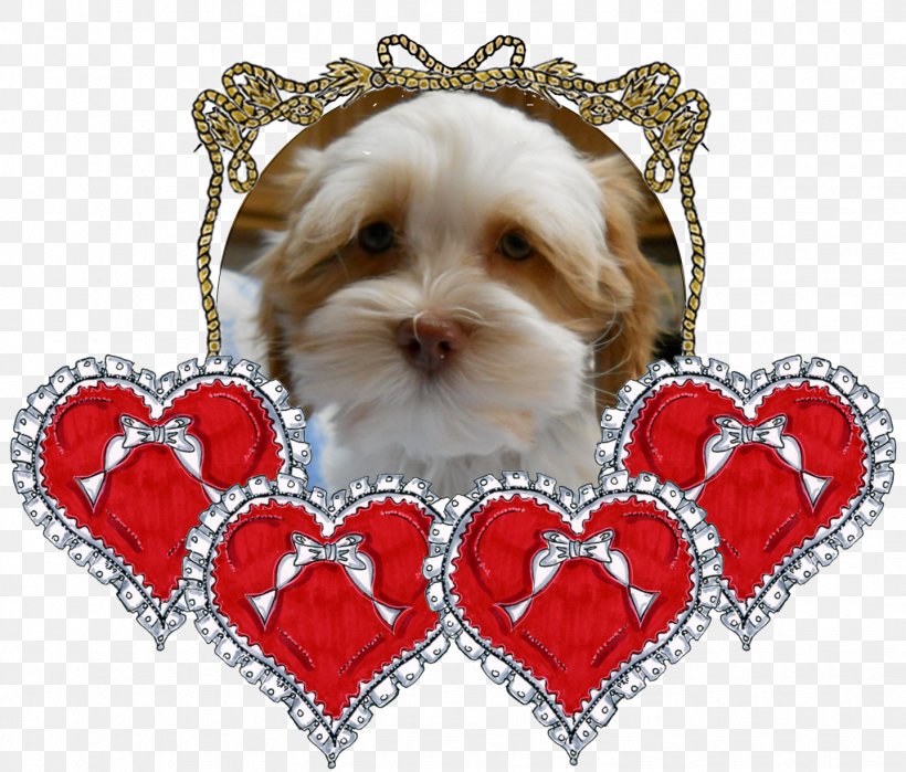 Morkie Shih Tzu Puppy Care Havanese Dog, PNG, 1438x1226px, Morkie, Breed, Carnivoran, Cockapoo, Companion Dog Download Free