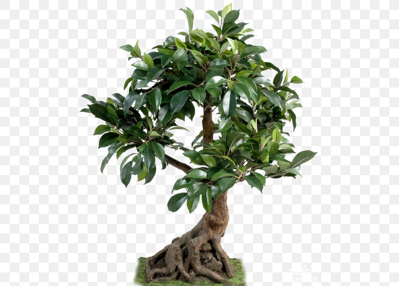Tree Bonsai Houseplant Plants Chinese Sweet Plum, PNG, 500x588px, Tree, Bonsai, Chinese Sweet Plum, Common Fig, Ficus Microcarpa Download Free
