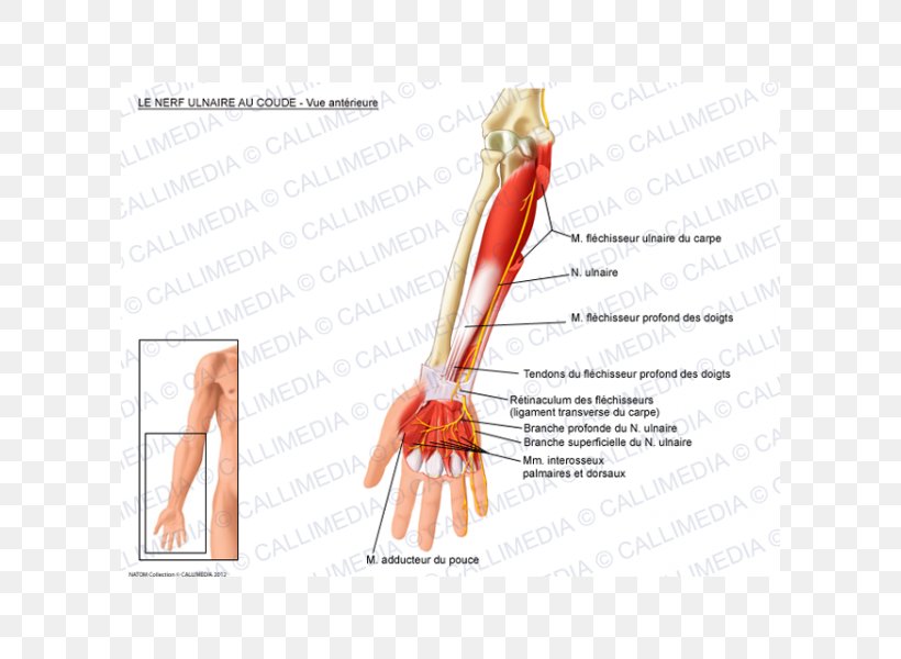 Ulnar Nerve Flexor Carpi Ulnaris Muscle, PNG, 600x600px, Watercolor, Cartoon, Flower, Frame, Heart Download Free